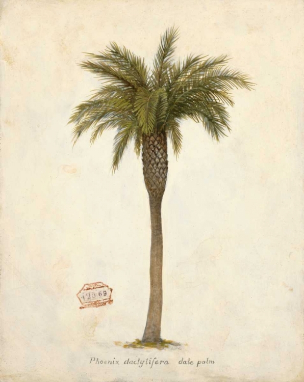 Picture of DATE PALM ILLUSTRATION                