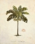 Picture of NUT PALM ILLUSTRATION 