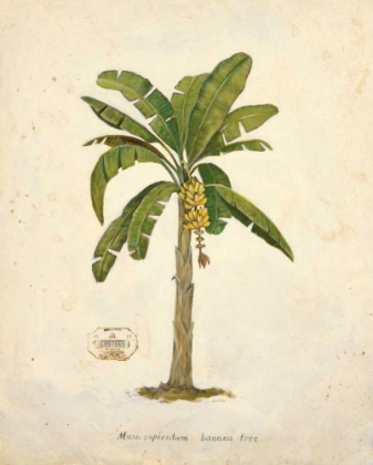 Picture of BANANA PALM ILLUSTRATION 