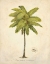 Picture of COCONUT PALM ILLUSTRATION 