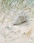 Picture of SEASIDE CONCH 