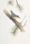 Picture of BIRD IN GREY