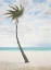 Picture of BREEZY PALM 1