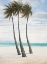 Picture of BREEZY PALM 2