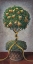 Picture of HOLIDAY PEAR TOPIARY