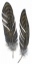 Picture of FEATHER STUDY 1