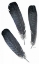 Picture of FEATHER STUDY 2