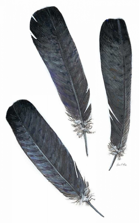 Picture of FEATHER STUDY 2