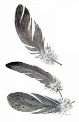 Picture of FEATHER STUDY 3