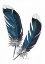 Picture of FEATHER STUDY 4