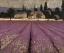 Picture of LAVENDER WEEKEND