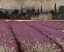 Picture of LAVENDER FIELDS 2