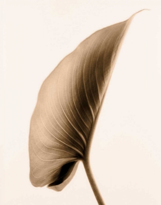 Picture of ALOCASIA 1
