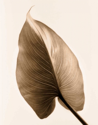 Picture of ALOCASIA 2