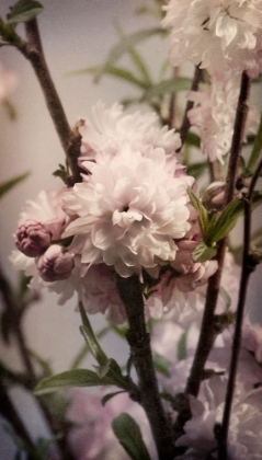 Picture of BLOSSOMING ALMOND 2