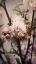 Picture of BLOSSOMING ALMOND 2