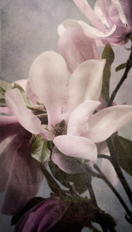 Picture of MAGNOLIA MEMORIES 1