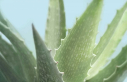 Picture of SOFT FOCUS SUCCULENT 1