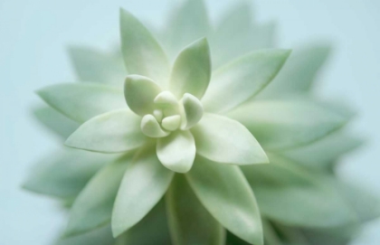 Picture of SOFT FOCUS SUCCULENT 2