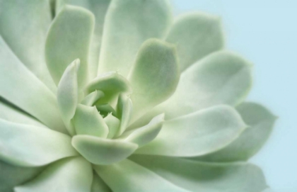 Picture of SOFT FOCUS SUCCULENT 3