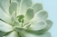 Picture of SOFT FOCUS SUCCULENT 3