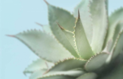 Picture of SOFT FOCUS SUCCULENT 4