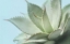 Picture of SOFT FOCUS SUCCULENT 4