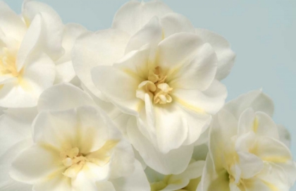 Picture of WINTER WHITES