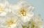Picture of WINTER WHITES