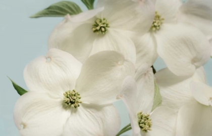 Picture of SPRING WHITES