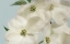 Picture of SPRING WHITES