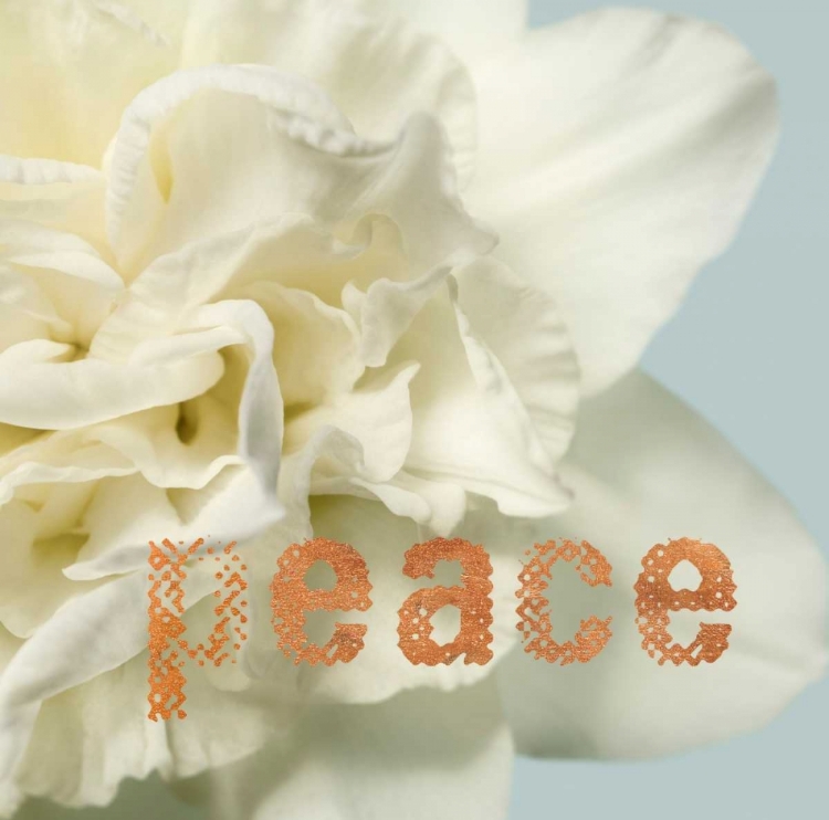 Picture of PEACE BLOSSOM