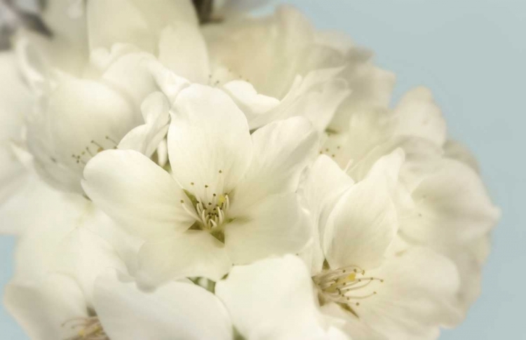 Picture of SUMMER WHITES