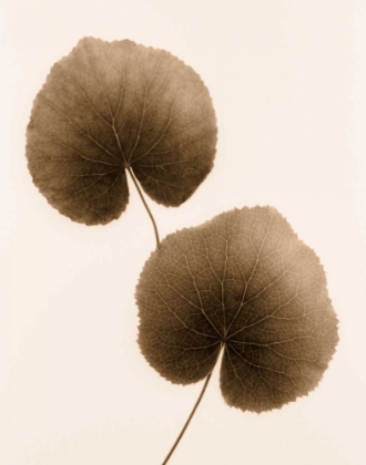 Picture of GALAX LEAF