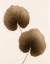 Picture of GALAX LEAF