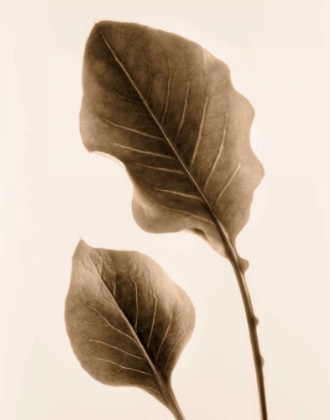 Picture of PHILODENDRON LEAF