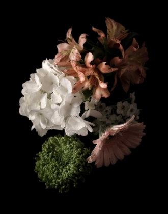 Picture of MIDNIGHT HYDRANGEA