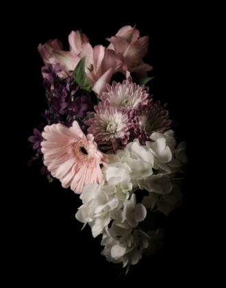 Picture of MIDNIGHT GERBERA