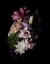 Picture of MIDNIGHT MAGNOLIA