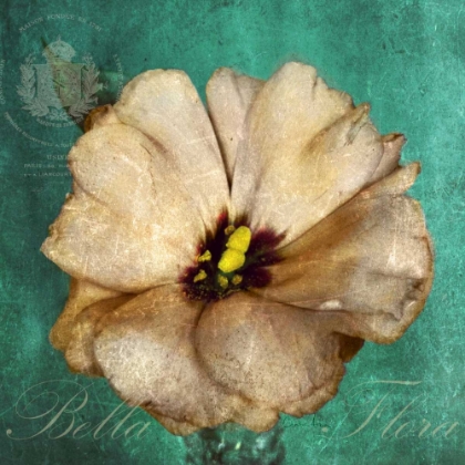 Picture of BELLA FLORA