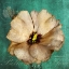 Picture of BELLA FLORA