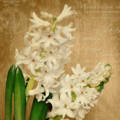 Picture of SCENT OF A FLOWER