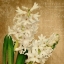Picture of SCENT OF A FLOWER
