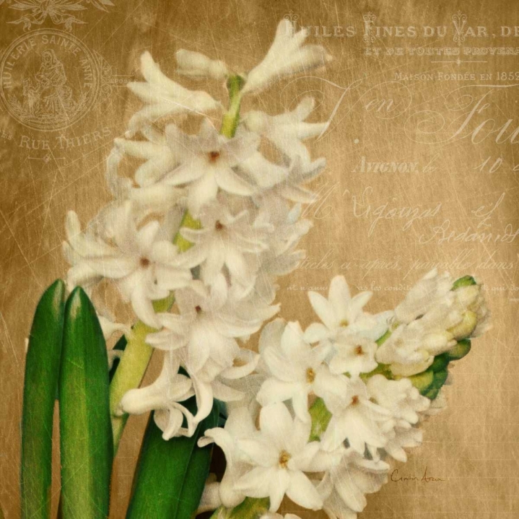 Picture of SCENT OF A FLOWER