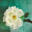 Picture of LUSCIOUS PETALS