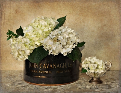 Picture of PARK AVENUE HYDRANGEA