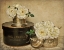 Picture of PARK AVENUE ROSES