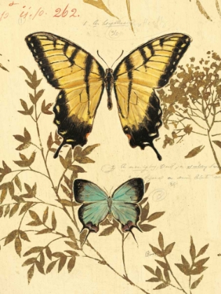 Picture of NATURES CURIOSITIES 6
