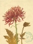 Picture of NATURES CURIOSITIES 5