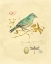 Picture of GILDED SONGBIRD 1 